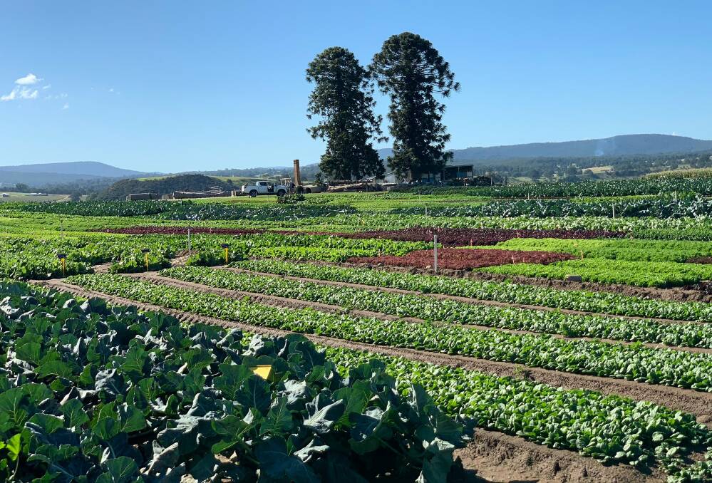 GO AHEAD: The 2020 East Gippsland Vegetable Innovation Days adapted to COVID-19 restrictions and provided an online virtual event as well. It won the 2021 Visy Industry Impact Award at the Hort Connections Awards for Excellence. 