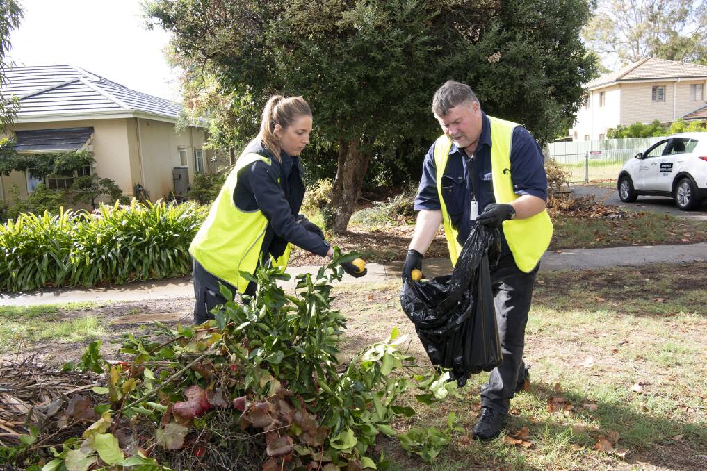 Residents and businesses in parts of the Cities of Bayswater and Belmont have been called on to play their part in eradicating the serious horticulture pest, Qfly. Picture supplied.