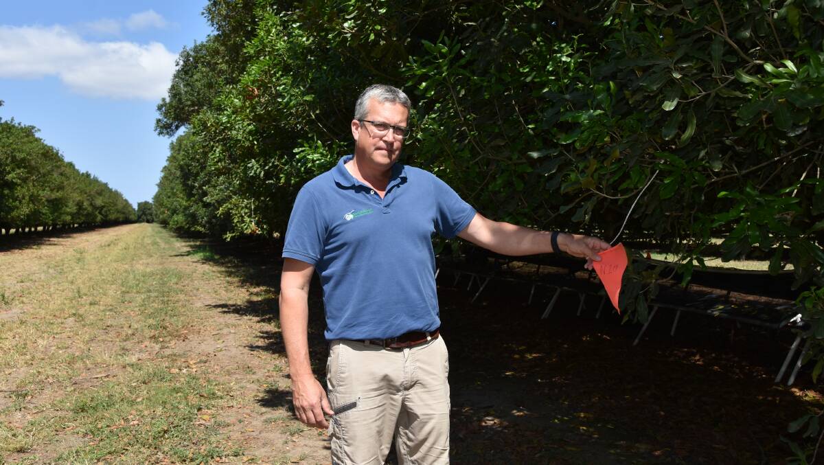 Scott Allcott, director, MFM, shows of the trial indicators at the Welcome Creek orchard. Picture by Ashley Walmsley