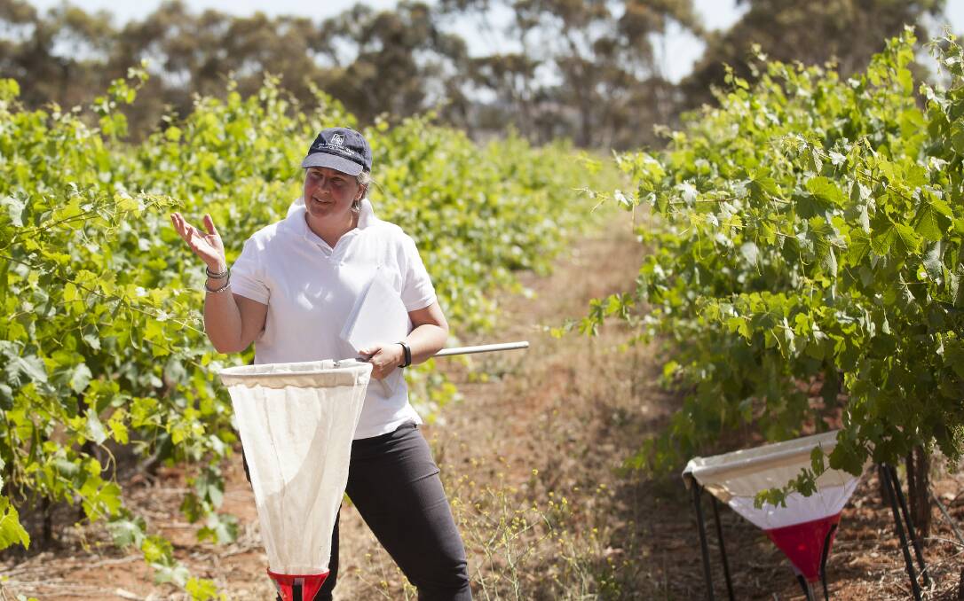 DIVERSE BENEFITS: Mary Retallack says there are multiple benefits for grapegrowers in increasing diversity.