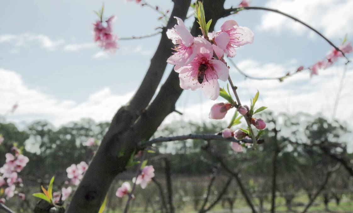 ON TASK: A bee pollinating blossom at Raynor's Orchard, benefiting from the native plant insectary surrounding the farm. 