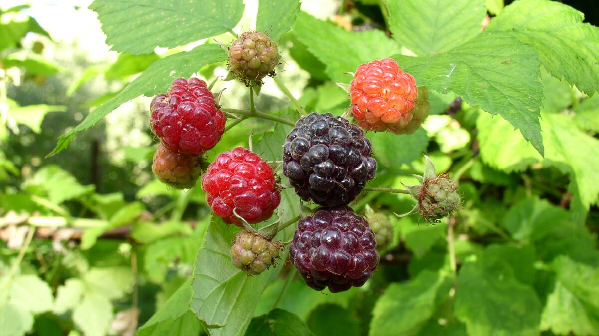 The farm has 40 kinds of raspberries alone in colours of red, black, golden, pink and purple.