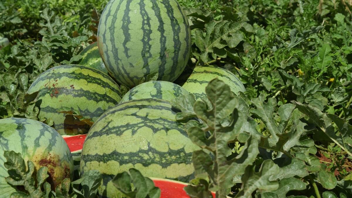 Opportunity to market melons to the world