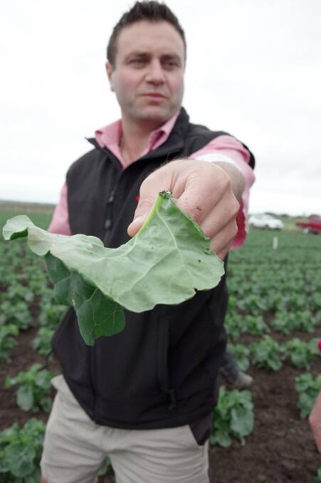 Noel Jansz, agronomist, Elders Bairnsdale, Vic, with a cabbage leaf with a parasitised wasp on board. 