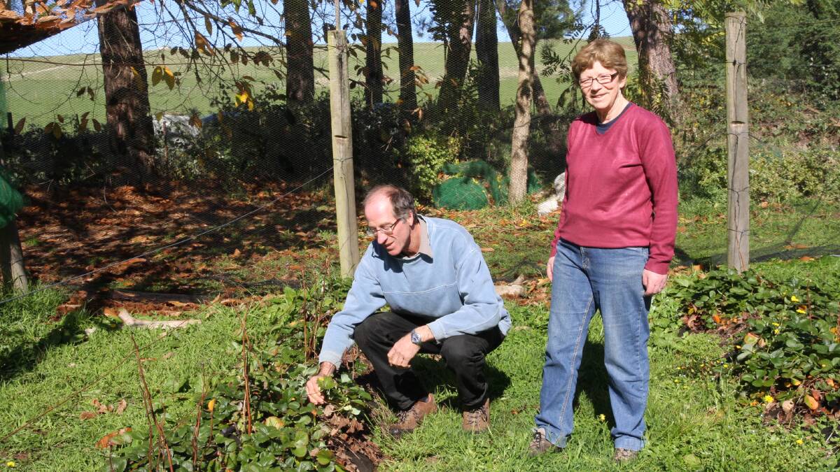 LONG TERMERS: For 37 years, Phil Rowe and Cathie Taylor have owned Sunny Creek Organic Berry Farm, in the Strzelecki Ranges at Trafalgar South, Victoria.