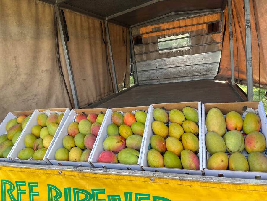GOING: The Tuckers' mangoes tend to sell out fast in places like Roma. 