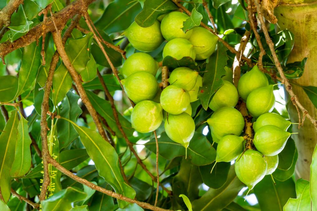 Nitrogen has a large influence on macadamia canopy health, crop vigour and nut yield. Picture supplied