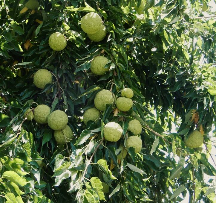 READY: Pomifera Oil is incredibly rich in antioxidants and has one of the highest levels of naturally-produced Linoleic Acid of any oil, more than 76 per cent.