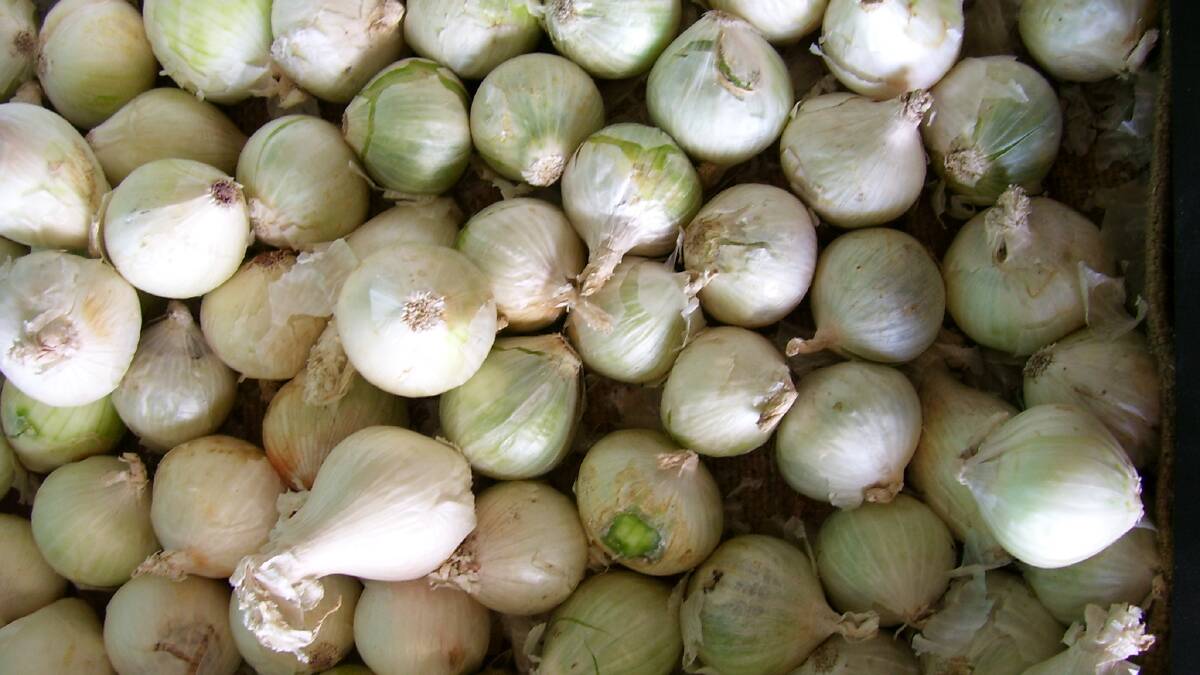 National onion conference cancelled