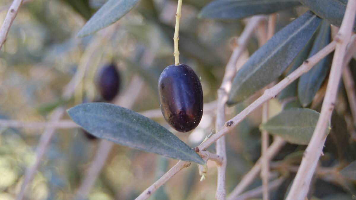 LATER: The Australian Olive Association National Conference and Exhibition has been postponed until October 15-17, 2021 but will still be held at Devonport, Tasmania. 