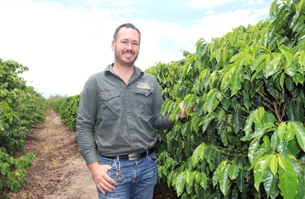 STILL BREWING: Jase Jaques in the family’s coffee orchard on the outskirts of Mareeba, west of Cairns.