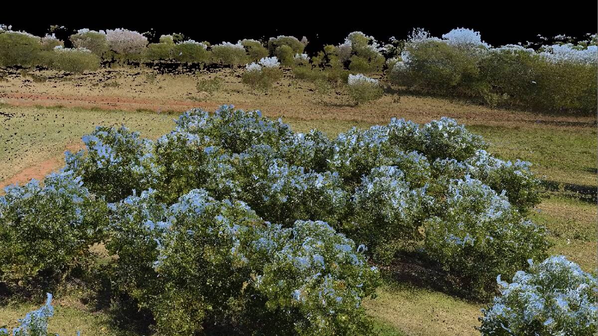 MIRROR: A "digital twin" image of a mango orchard, replicated in fine detail in a virtual environment. Photo: DAF Qld and RIEGL Australia. 