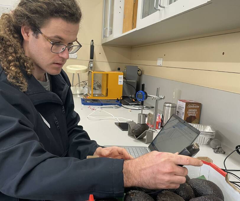 DPIRD research scientist Declan McCauley measures avocados for non-destructive firmness, as part of a national project to improve supply chain efficiencies and deliver a consistent, quality product to customers. Picture supplied