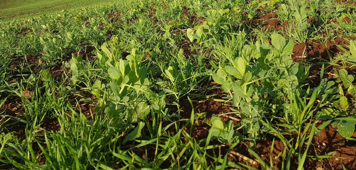 COVERED: Vegetable producers are being encouraged to take a renewed look at cover cropping as a means of weed control, adding soil biomass and adding nitrogen. 
