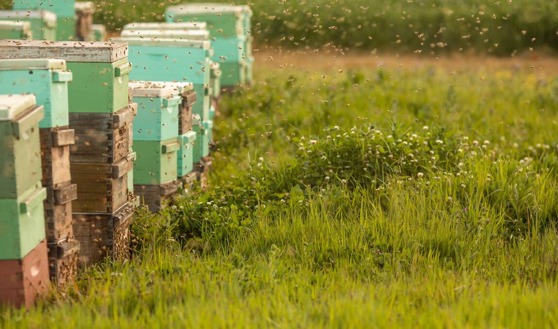 ACHIEVERS: AHBIC's inaugural Australian Beekeeper Award program will put the beekeepers responsible for Australia's $14.2 billion honey bee industry in the spotlight. Picture: Agrifutures.
