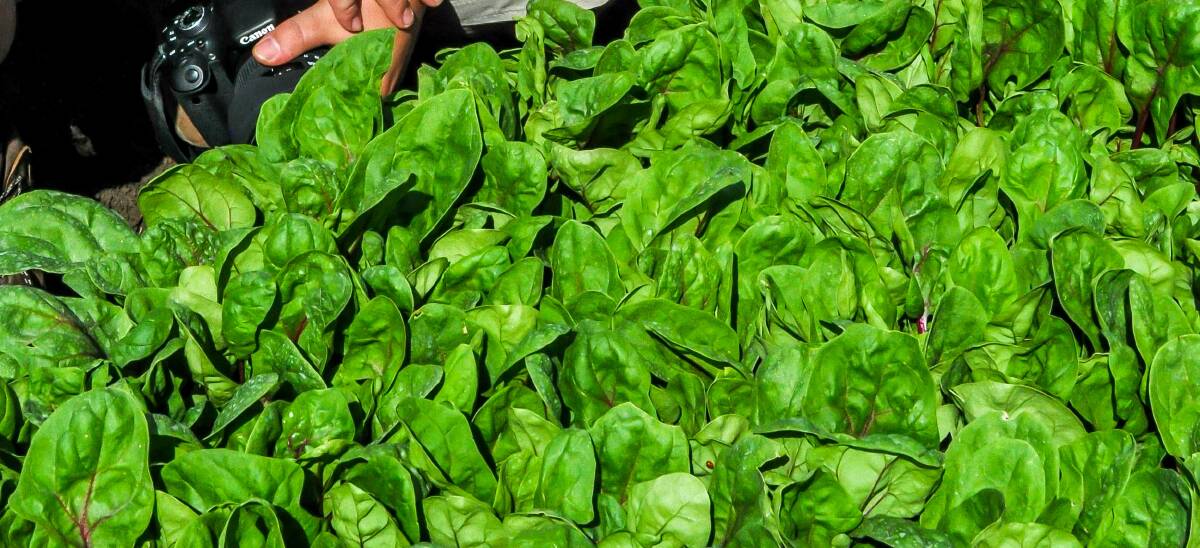 FOCUS: Leafy vegetables are one of the high risk foods that Food Standards Australia New Zealand (FSANZ) is looking at in its proposal to create a standard for food safety within primary production and processing. 