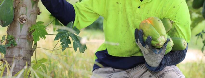 LATER: ABARES' latest commodities outlook suggests horticulture could benefit from the current labour shortage by forcing it to look for long term innovative solutions. 