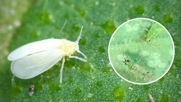 BENEFITS: Beneficial insects can help control unhelpful creatures, such as whitefly, with reduced amounts of chemical use required as well. 