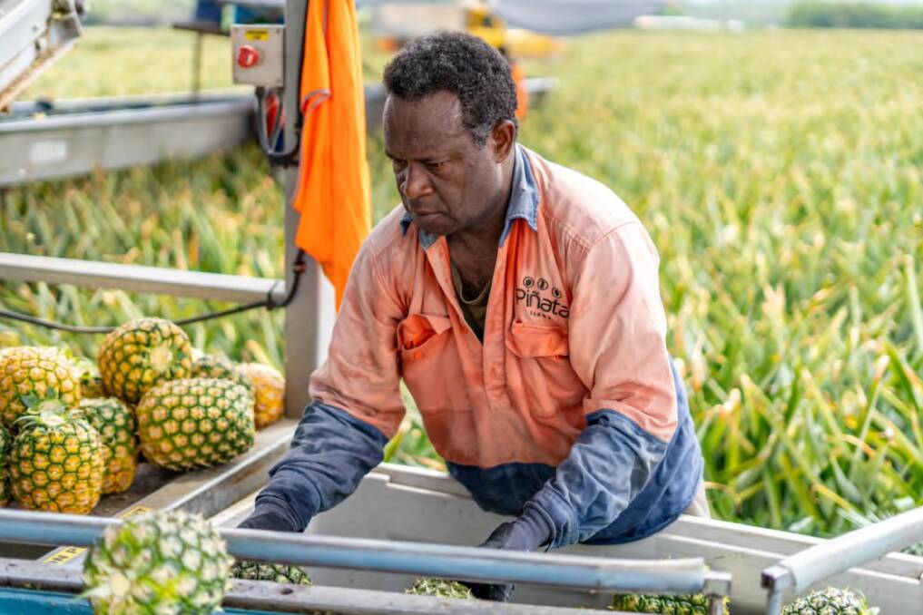 WAITING: Pinata Farms makes the most of the Seasonal Worker Program, utilising workers from the Pacific Islands as a core workforce, but thousands more workers are needed. 