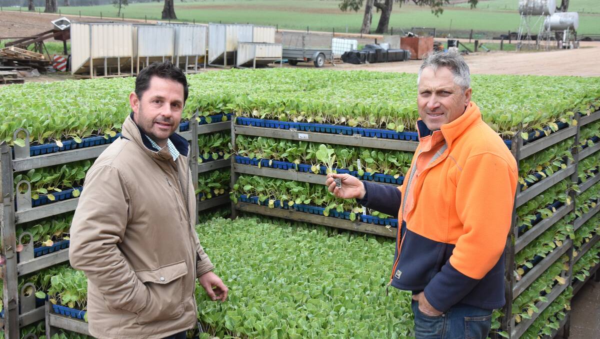 SEEDLINGS: Bayer commercial sales representative, Darren Alexander, and SA Brussels sprouts grower, John Cranwell, look over some of the Brussels sprouts seedlings from Boomaroo Nurseries.