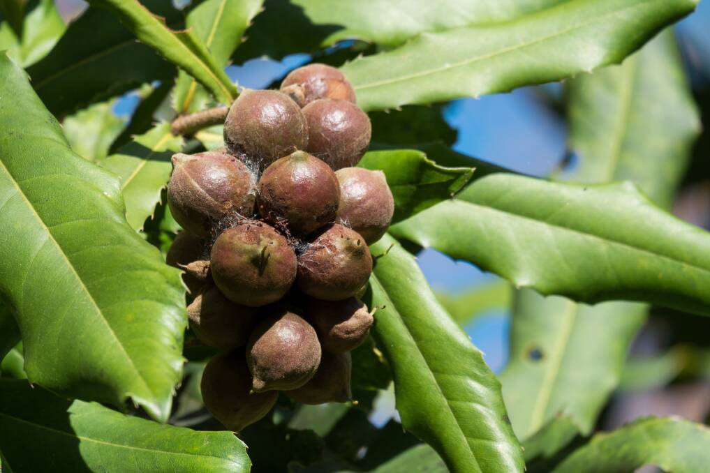 Macadamia trees are different from most nut-producing trees in that they are evergreen and have several vegetative flushes per year, with peaks in spring and late summer. Picture supplied