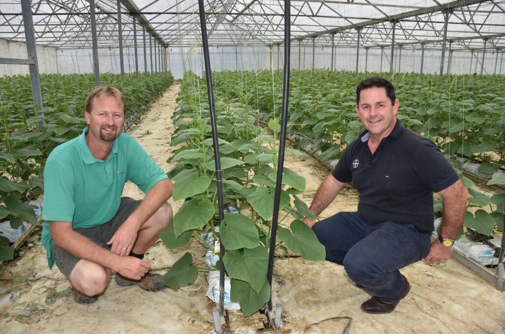 BIOLOGICAL BENEFITS: P’Petual head grower, Andrew Potter and Bayer commercial sales representative, Darren Alexander, check the development of the company’s mini cucumber crop near Virginia in South Australia.