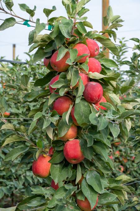 GROWING: Montague commenced testing of trees which produce SweeTango apples in Australia in 2017, with the first commercial fruit entering the market five years later.