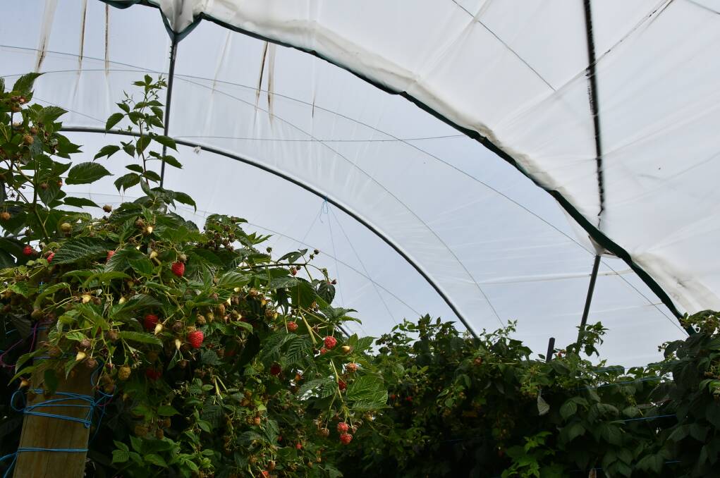 FUTURE COVERED: Polytunnel production is being regarded as the way forward for the Australian berry industry.