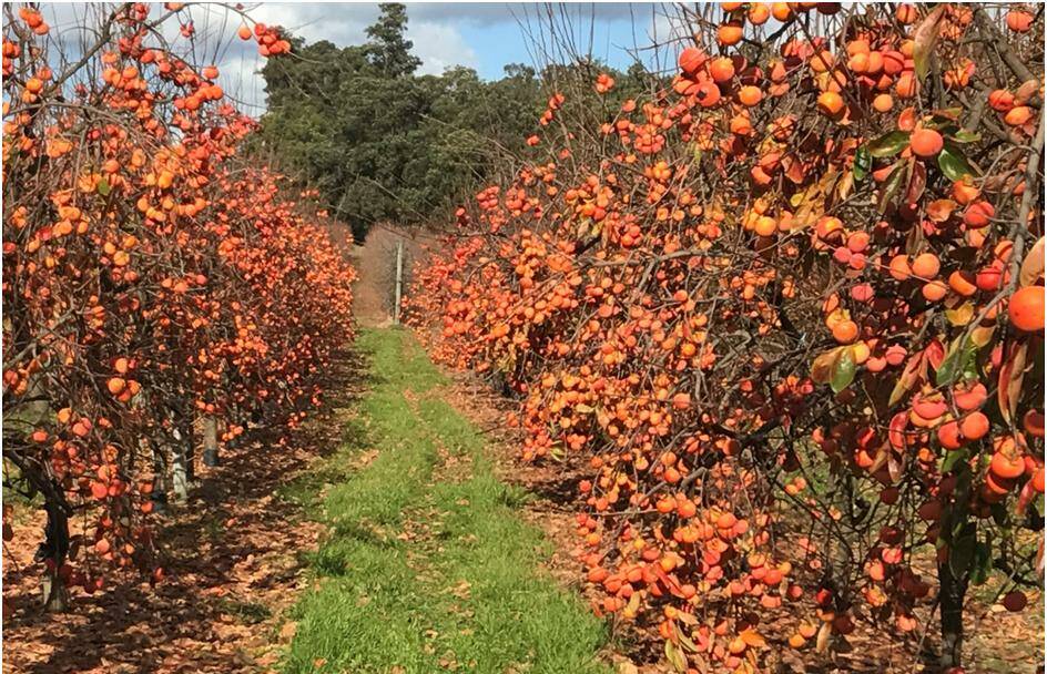 READY: Persimmons ready for harvest in Perth Hills, WA. The state is looking at a bumper crop this autumn. 