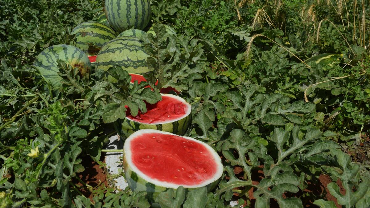 OUTGOING: The melon industry will be part of a the Multi-Industry Export Program. 