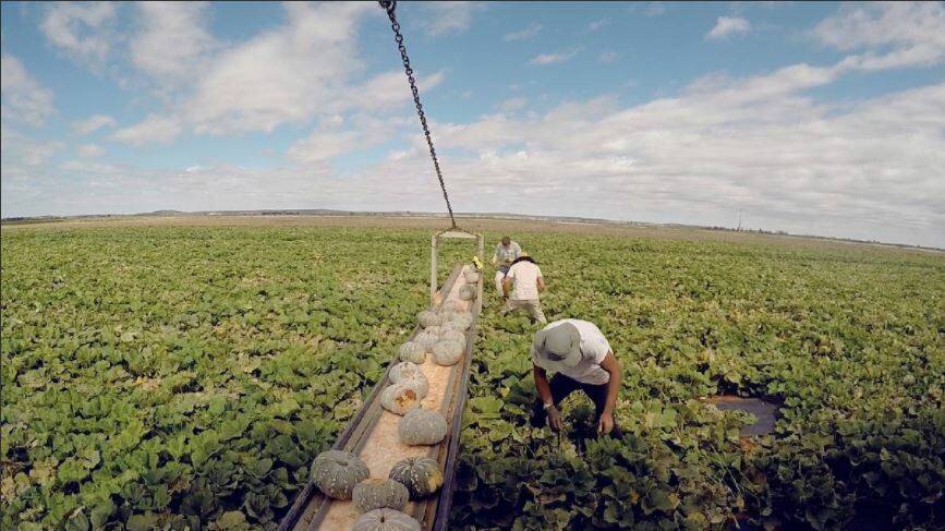 HARD WORK: A screenshot from the film which explores the Italian community's impact on farming in the Griffith area. 