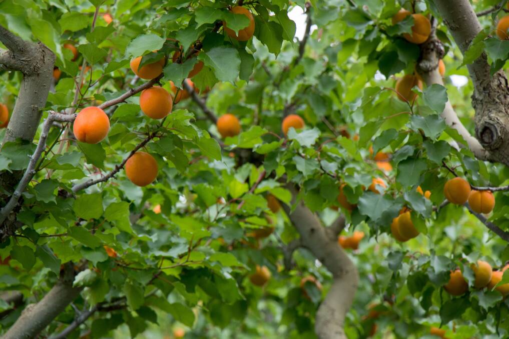 PICKING: The New Zealand summerfruit season has been assisted by locals taking up picking jobs. Photo: Shutterstock