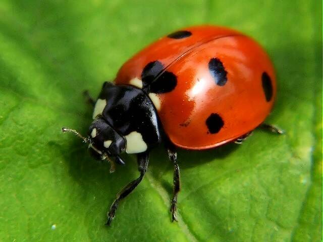 HERO: Beneficial insects such as ladybeetles, which feed on many insect types, have the potential to counter damaging pest populations.
