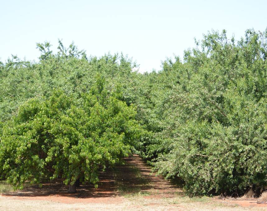 WEED CONTROL: Almond growers need to be very particular about the equipment they are using to spray orchard weeds according to an international expert. 