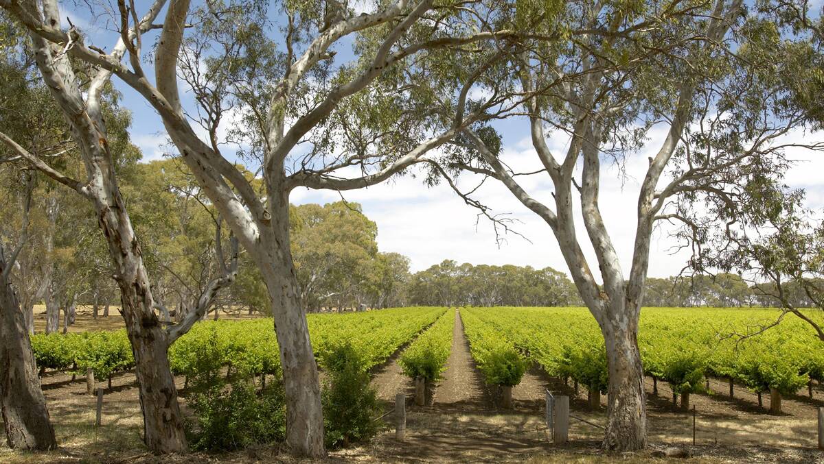 SCENIC: Langhorne Creek is home to some of the oldest Cabernet Sauvignon vines in the world. Photo: MILTON WORDLEY