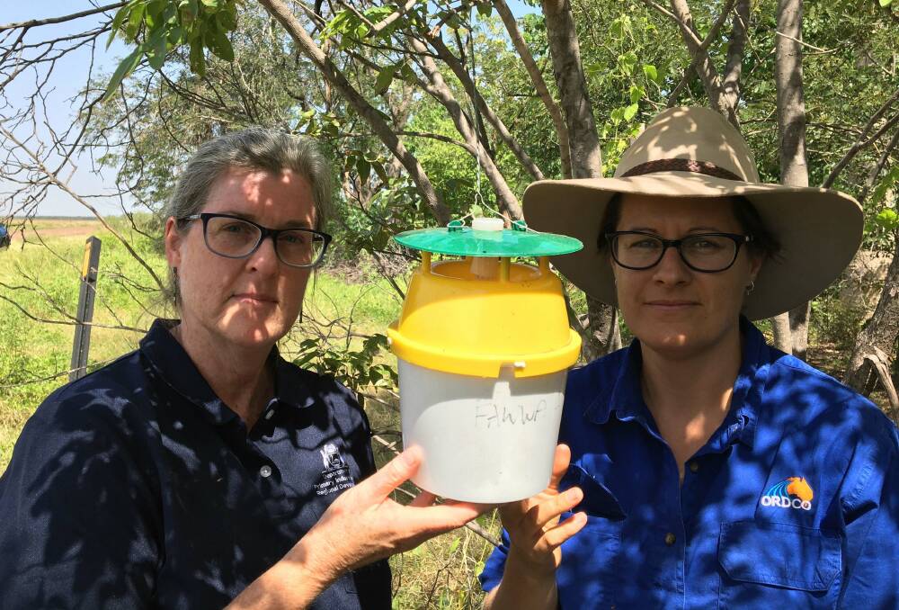 POSITIVE: DPIRD senior research scientist Dr Helen Spafford (left) and ORDCO senior agronomist Penny Goldsmith have welcomed the outcome of genetic resistance testing for fall armyworm but have urged growers to remain vigilant for the pest.