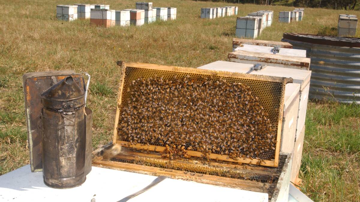 SUFFERING: Beehives have suffered in the face of hot and dry conditions over the summer, with severe and widespread hive health deterioration.