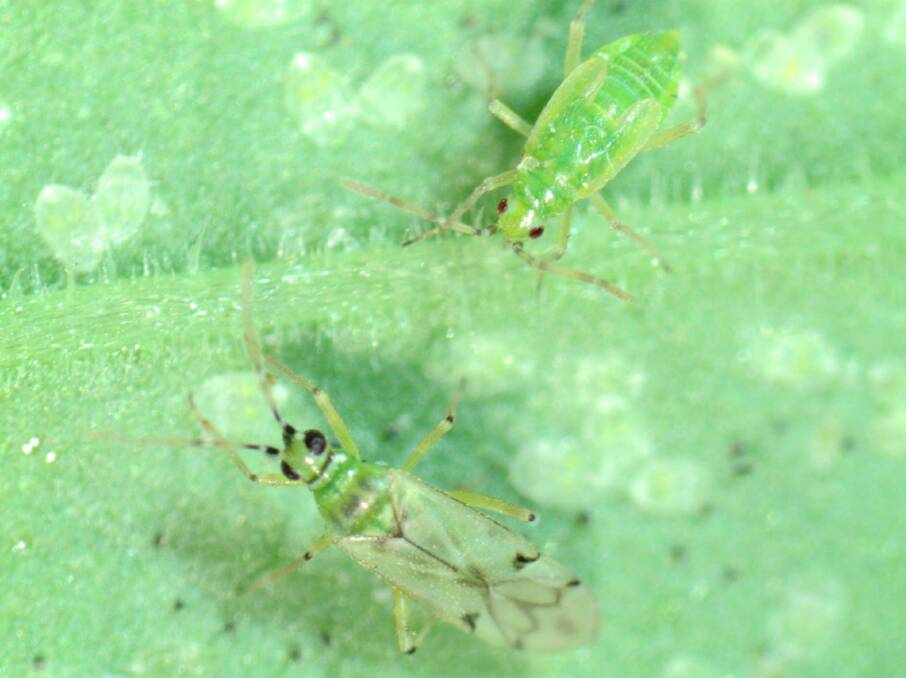 BATTLE: Nesidiocoris tenuis feeds on all growth stages of whitefly as well as other common greenhouse pests.