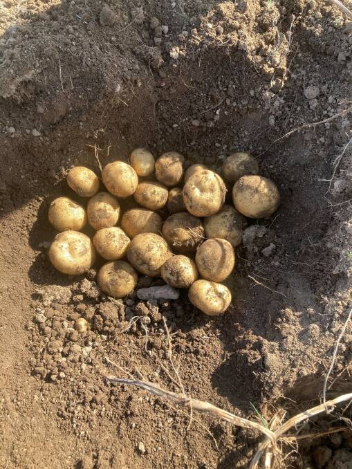 CLEAN: Certified disease-free mini tubers from AuSPICA in Victoria are bulked up over four or five years to produce stock for sale and planting in the next year.