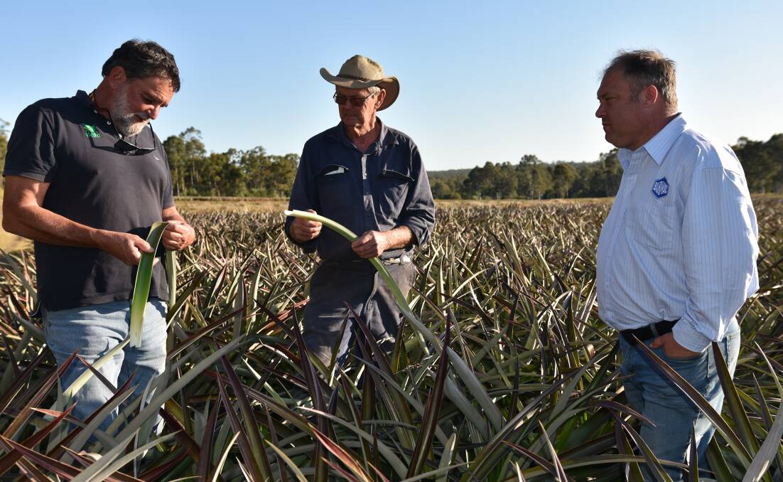 INSPECTION: Haifa Qld regional agronomist, Peter Anderson, with Maryborough pineapple grower Phil Smith and Barmac area sales manager, Wayne Muller check out plants treated with a Ferticote controlled release fertiliser blend in the trial area on the Smith’s property.