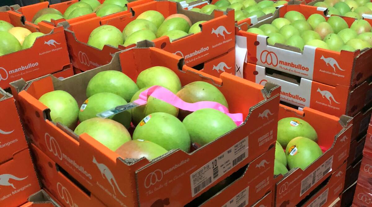 MONITORING: A pink-tagged sensor within a tray of mangoes which time stamp the fruit as it’s boxed, then provide real-time data feedback on temperature and humidity. 