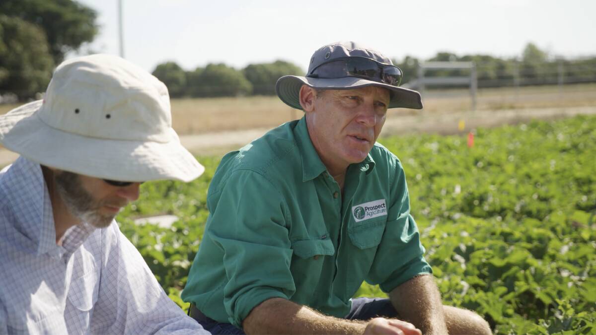 ON THE GROUND: Bayer's Tim O'Grady and Chris Monsour, Prospect Agriculture, north Queensland look at the benefits of the new insecticide, Sivanto prime. 