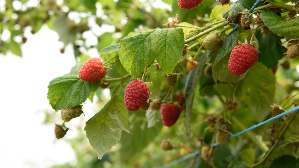GROWING: The BerryWorld Australia farm in Tasmania is expected to reach full production by 2024.