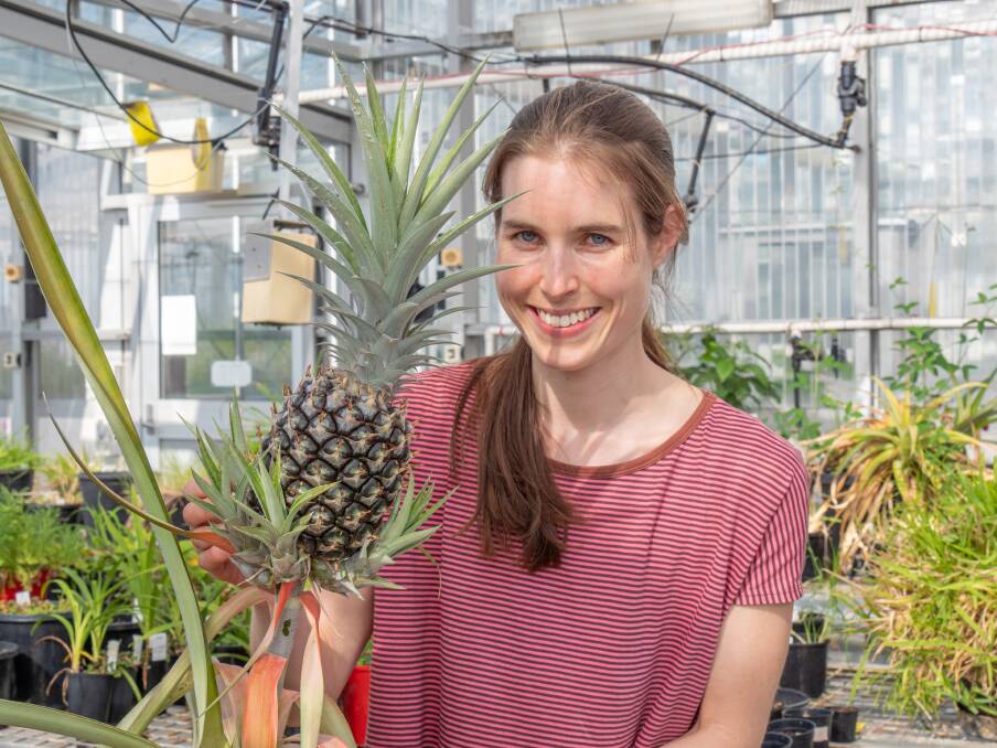 INSIGHT: Project leader molecular plant pathologist Dr Anne Sawyer, University of Qld, with a BioClay-treated pineapple as part of her research into using biofungicides to control pathogens.