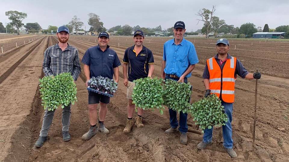 PREPARING: Planting underway in Maddies Paddock at Bulmer Farms, Lindenow, East Gippsland for the East Gippsland Vegetable Innovation Days in May. Picture are (L-R) Charlie Dowling, Vilmorin Seed; Phil Myors, HM.Clause seeds; Daniel Hammond, EGVID co-chair/Bulmer Farms; Dave van Wijk, HM.Clause seeds; and Calixto Dilag, HM.Clause seeds.