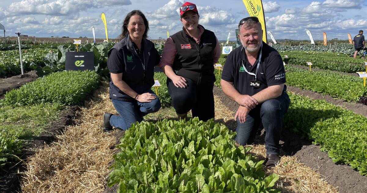 Victorian Vegetable Innovation Days trial plots rise above weather ...