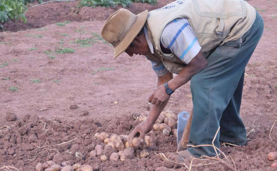 DETAIL: As the crossbred potatoes developed in phase one may not possess all the characteristics that consumers and farmers want, CIP and partners will work with smallholder farmers in Peru and Kenya to evaluate them and select the best ones. 