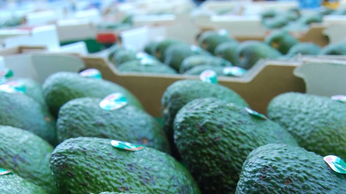 OUTBOUND: The avocado industry has invested federal government grants into export assistance programs. 