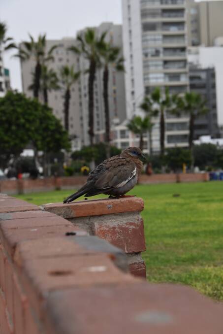 WILDLIFE: The rare and majestic, Peruvian pigeon. If only I had a Pokeball...

