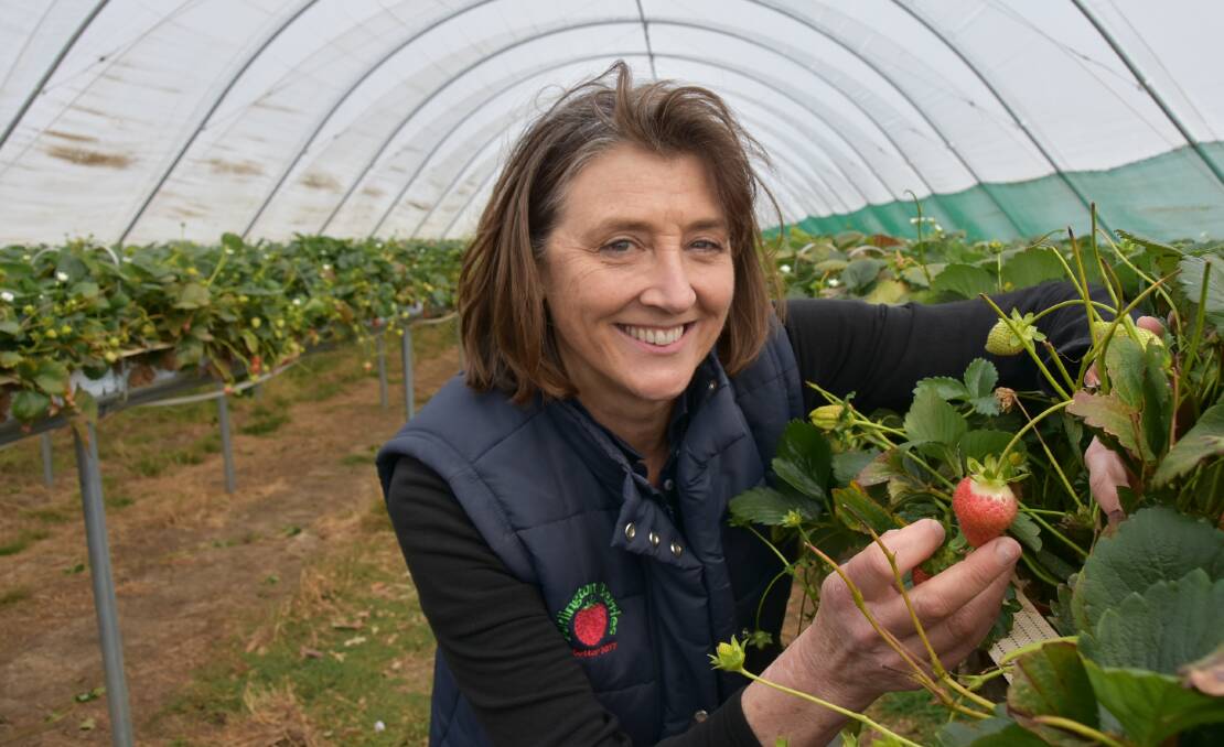 PROTECTED BENEFITS: Burlington Berries' Marion Regan says all the business's strawberry production is now under polytunnels.